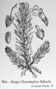 Ajuga_chamaepitys_1924