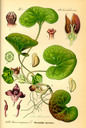 Asarum_europaeum_bd3_tafel_140