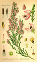 Calluna_vulgaris_bd4_tafel_003