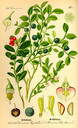 Vaccinium_myrrtillus_bd4_tafel_007