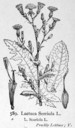 Lactuca_serriola_1924