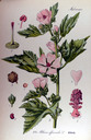 Althea_officinalis_img_7745
