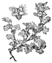 Aphanes_arvensis