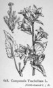 Campanula_trachelium_1924