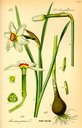 Narcissus_poeticus_bd1_tafel_142