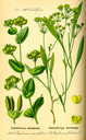 Bupleurum_rotundifolium_bd3_tafel_051