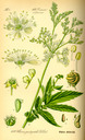 Filipendula_ulmaria_bd3_tafel_086