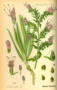 Echium_vulgare_bd4_tafel_023