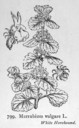 Marrubium_vulgare