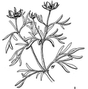 Peganum_harmala3