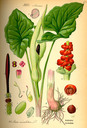 Arum_maculatum_bd1_tafel_040