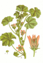 Malva_neglecta