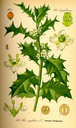 Ilex_aquifolium_bd3_tafel_014
