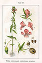 Misopates_orontium