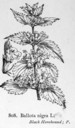 Ballota_nigra_1924
