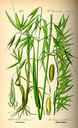 Avena_sativa_bd1_tafel_068