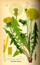 Taraxacum_officinale_bd4_tafel_146