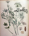 Ammi_majus