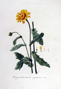Chrysanthemum_segetum_l