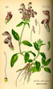 Prunella_vulgaris_bd4_tafel_060