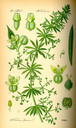 Galium_aparine_bd4_tafel_091
