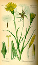 Tragopogon_pratensis_bd4_tafel_144