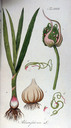 Allium_sativum