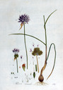 Allium_vineale_img_9656