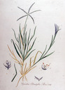 Cynodon_dactylon