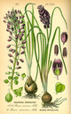 Muscari_neglectum_bd1_tafel_134