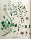 Cochlearia_anglica_1881