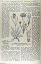 Succisa_pratensis