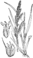 Echinochloa_crus