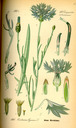 Centaurea_cyanus_bd4_tafel_134
