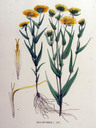 Inula_britannica_1881