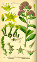 Sedum_telephium_bd3_tafel_033