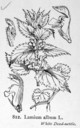 Lamium_album