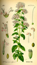 Origanum_vulgare_bd4_tafel_054