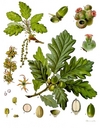Quercus_petraea_koeh-118