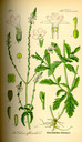 Verbena_officinalis_bd4_tafel_070