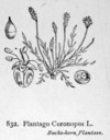 Plantago_coronopus_fitch