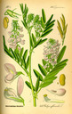 Galega_officinalis_bd3_tafel_121