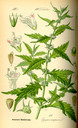 Lycopus_europaeus_bd4_tafel_053