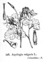 Aquilegia_vulgaris_fitch