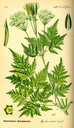Myrrhis_odorata_bd3_tafel_068