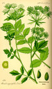 Berula_erecta_bd3_tafel_057