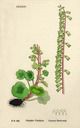 Umbelicum_rupestris