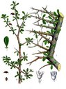 Commiphora_opobalsamum