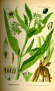 Symphytum_officinale_bd4_tafel_022