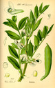 Vicia_faba_bd3_tafel_132